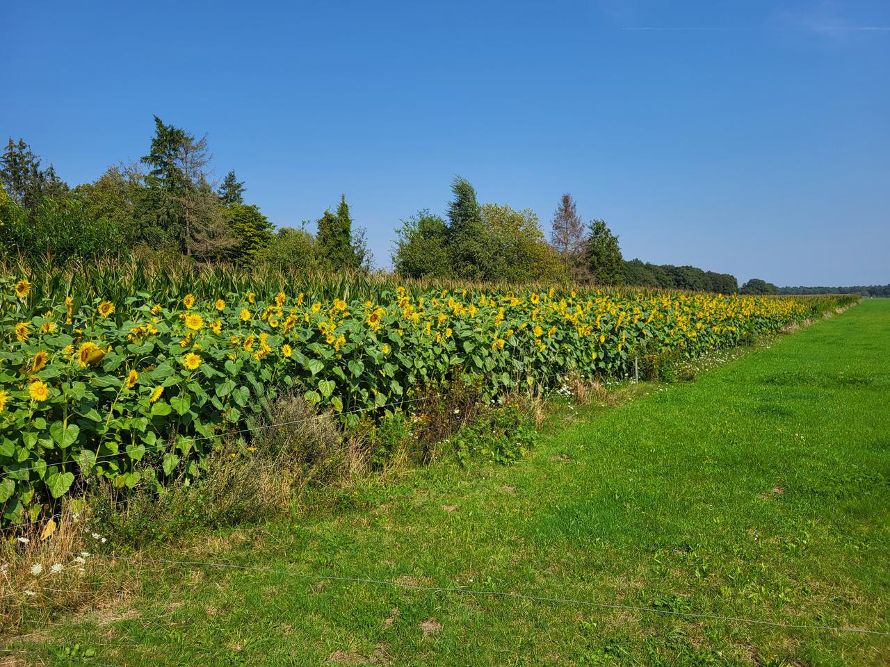 Zonnebloem rand naast mais