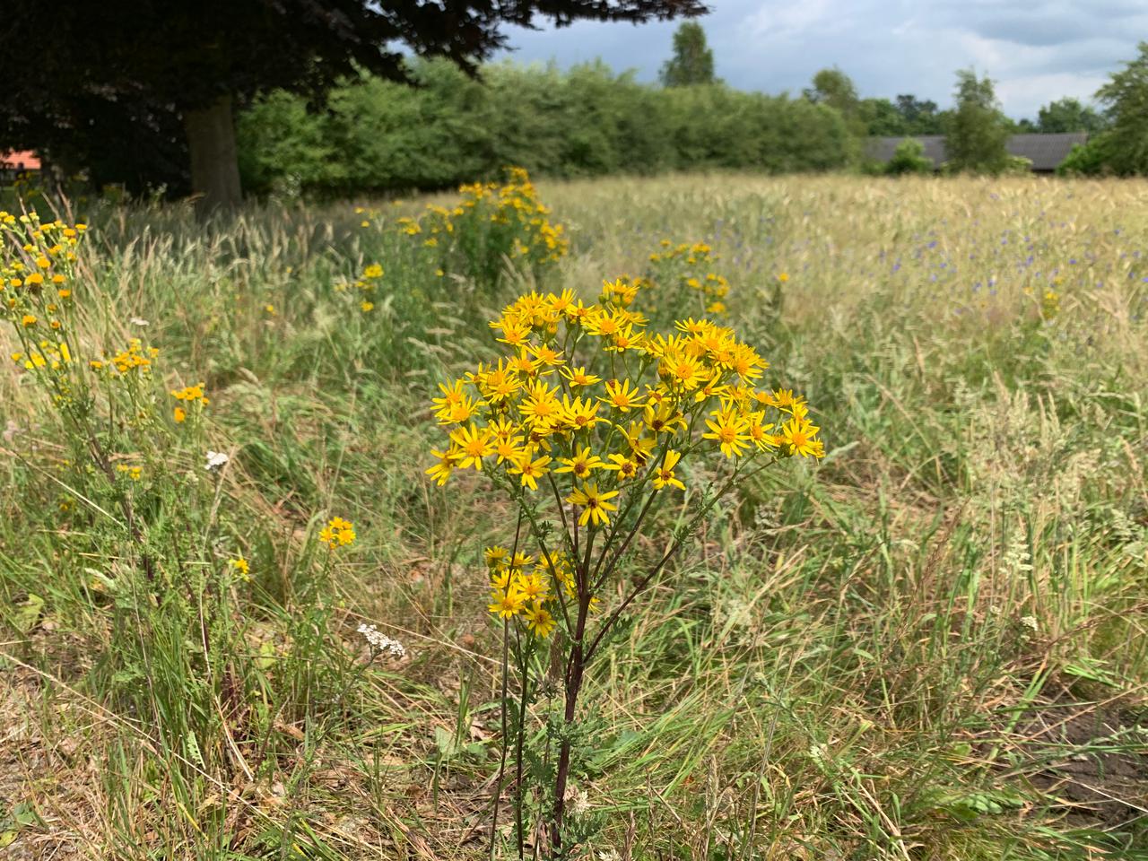 Jakobskruiskruid in Gelderland