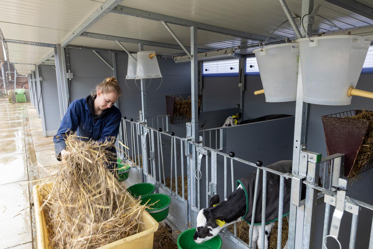 Jongere voert kalfjes