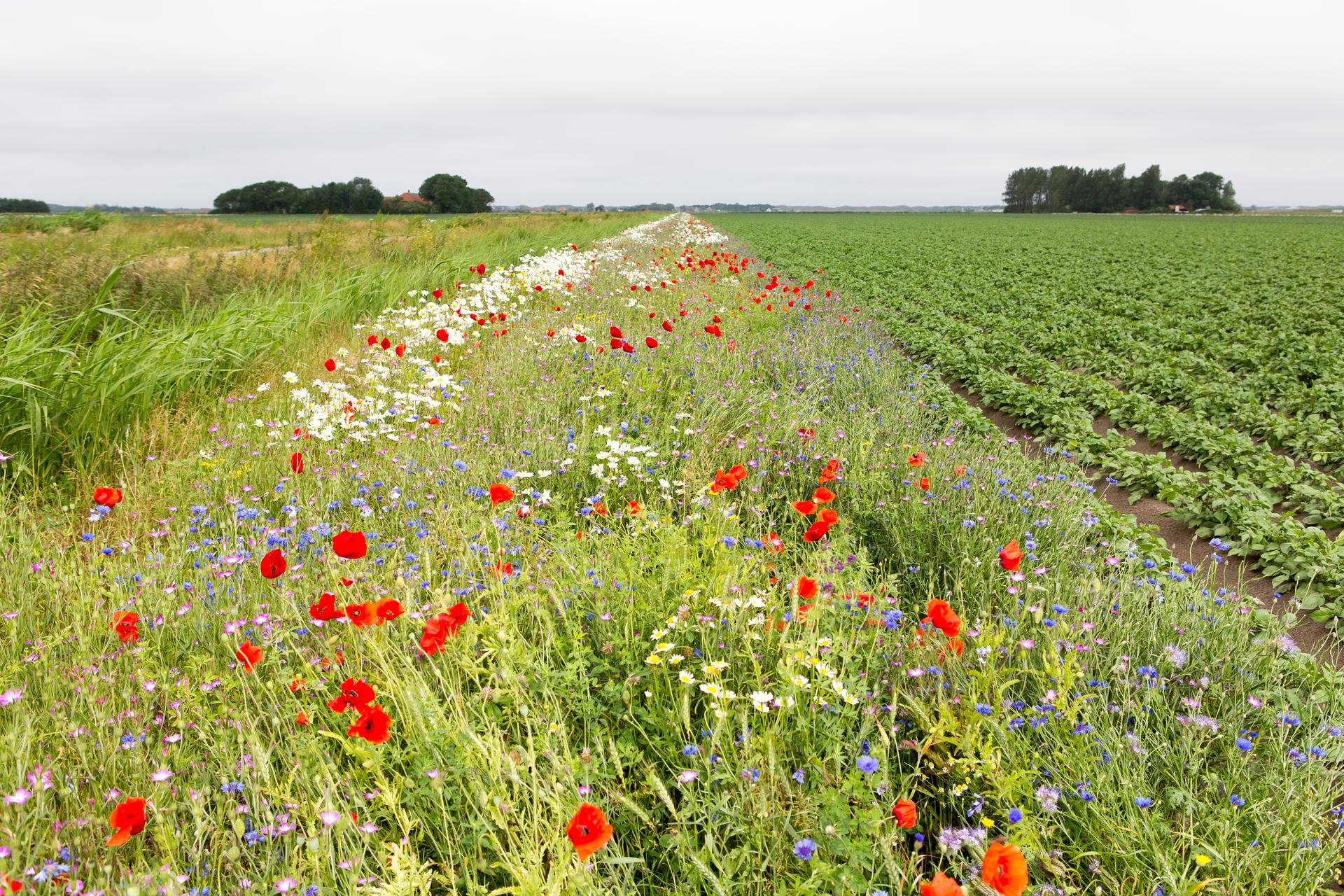 Akkerrand tussen perceel en sloot met bloeiende bloemen