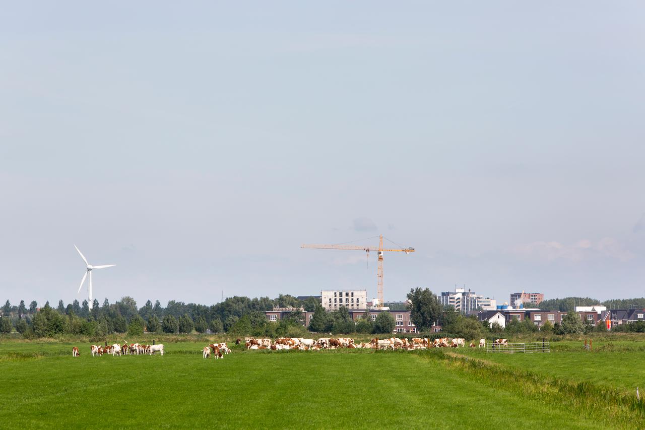 Landschap met koeien, windmolens en een stad