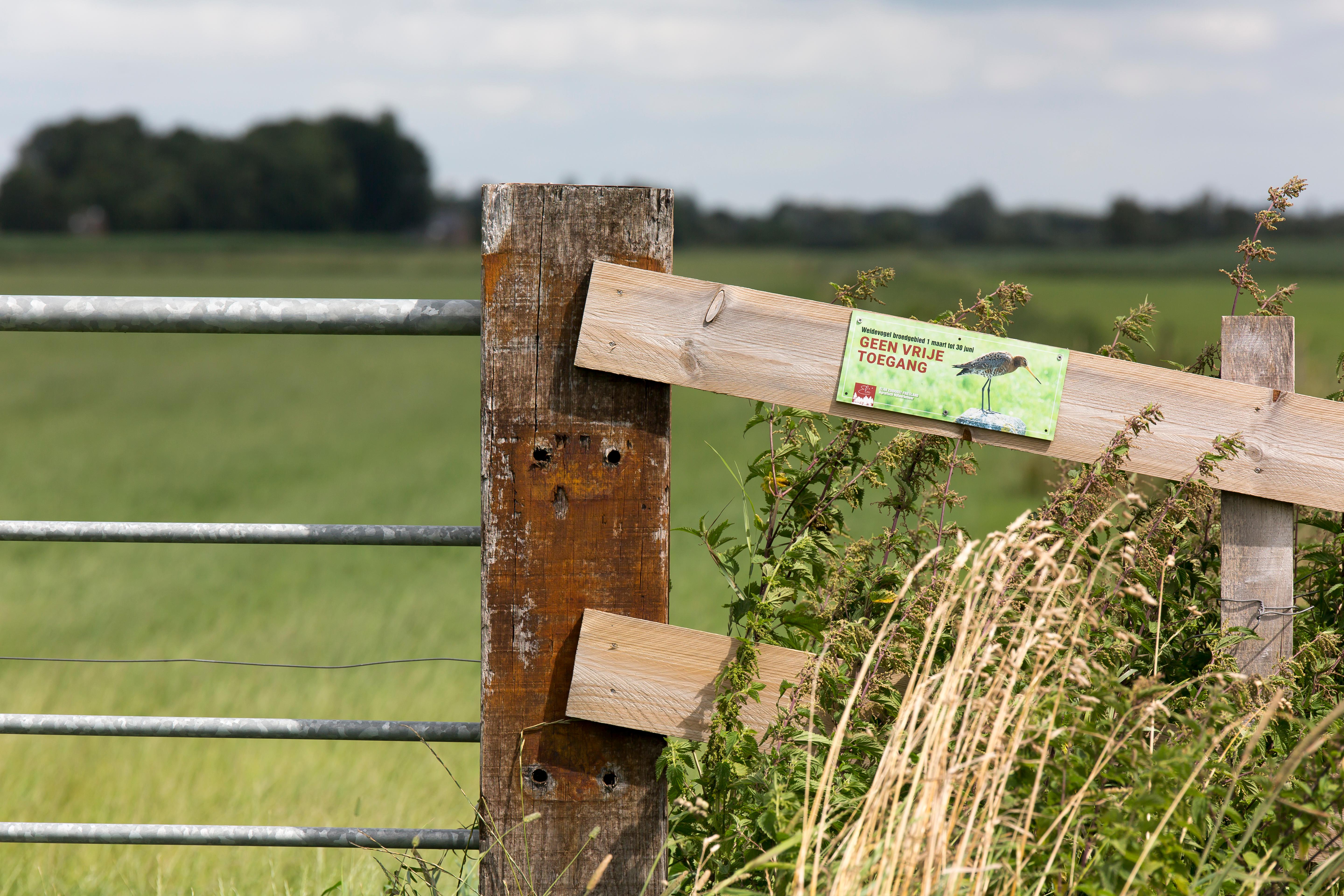 In Friesland werkt de agrarische sector samen aan weidevogelbeheer. LTO Noord roept de provincie Fryslân op: werk aan aanpak voor predatoren.