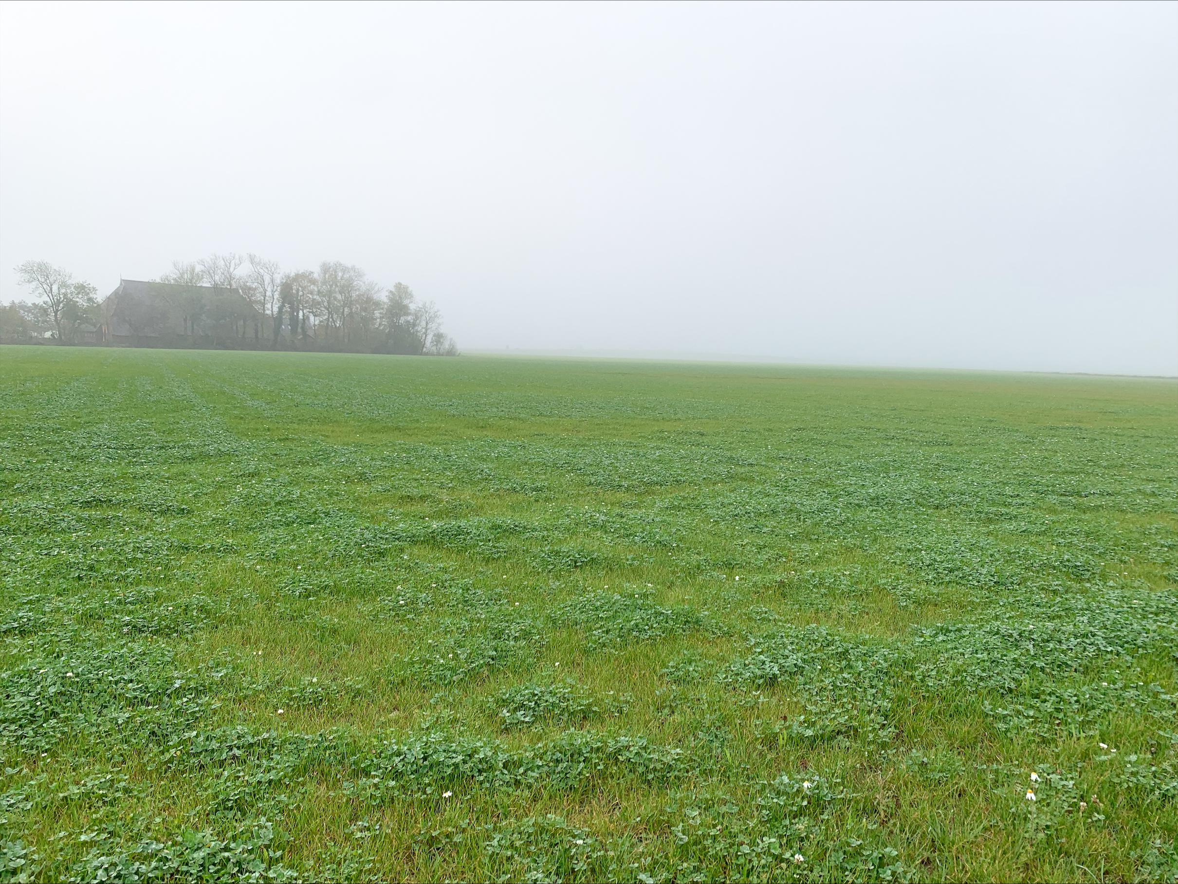 perceel grasklaver in Gelderland