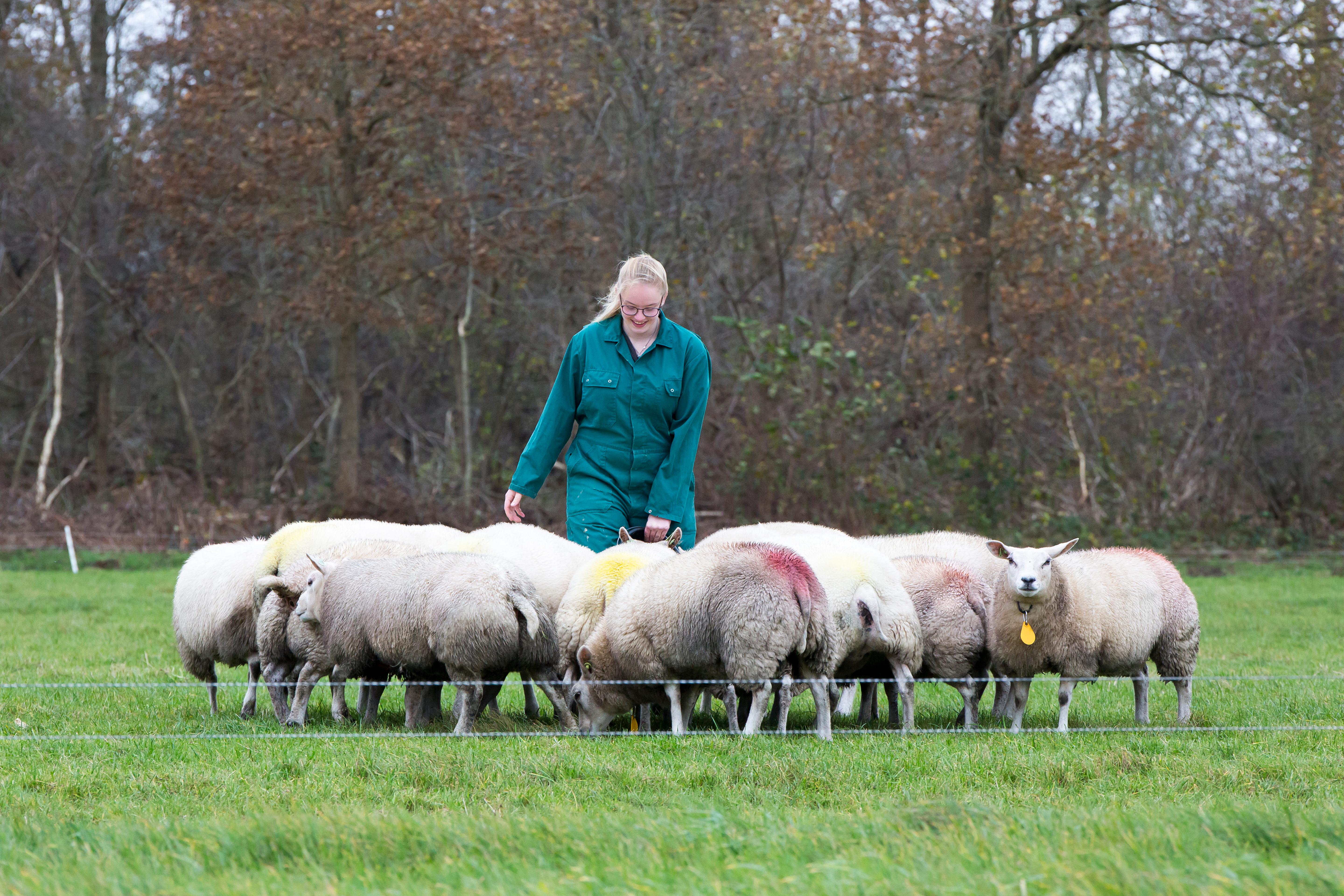 Vrouw met kleine kudde schapen