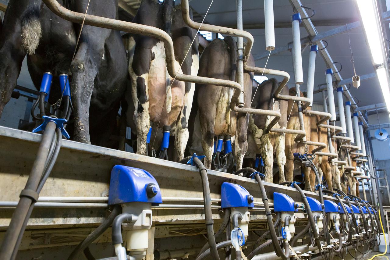 Koeien melken