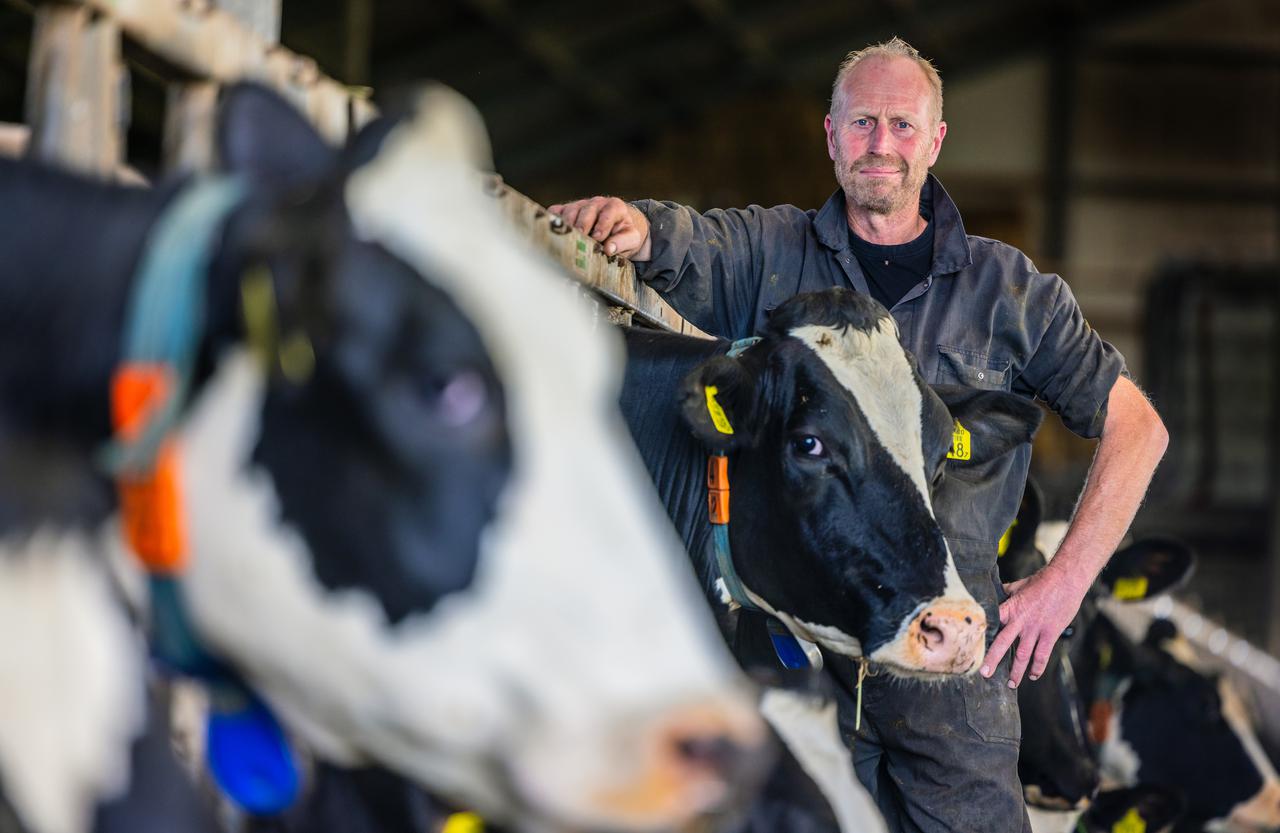 Boer en LTO Noord bestuurder Jan Teade Kooistra bij zijn koeien in de stal.