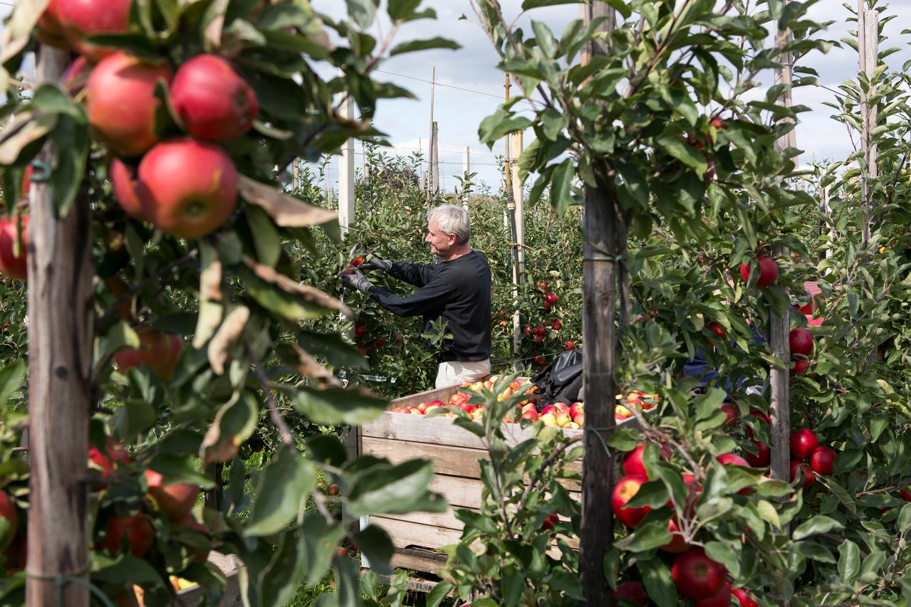 Appelbomen in een fruitgaard met een medewerker