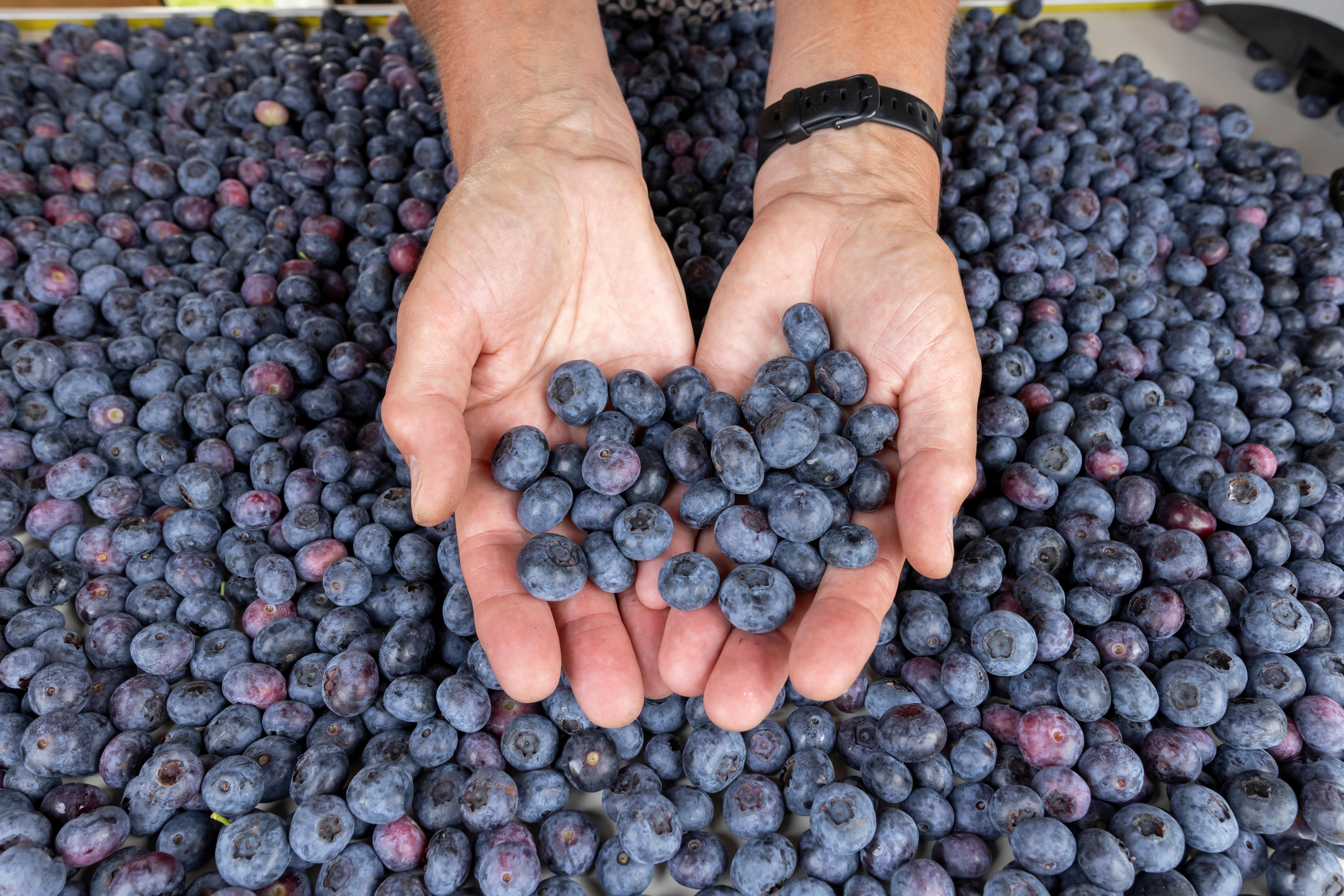 blauwe bessen in handen