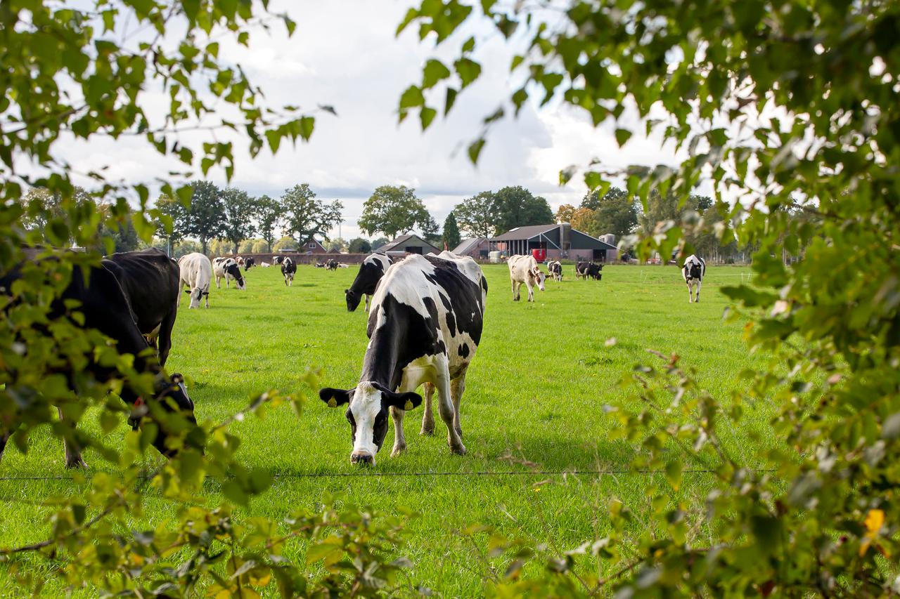 Doorkijkje koe naast landschapselement