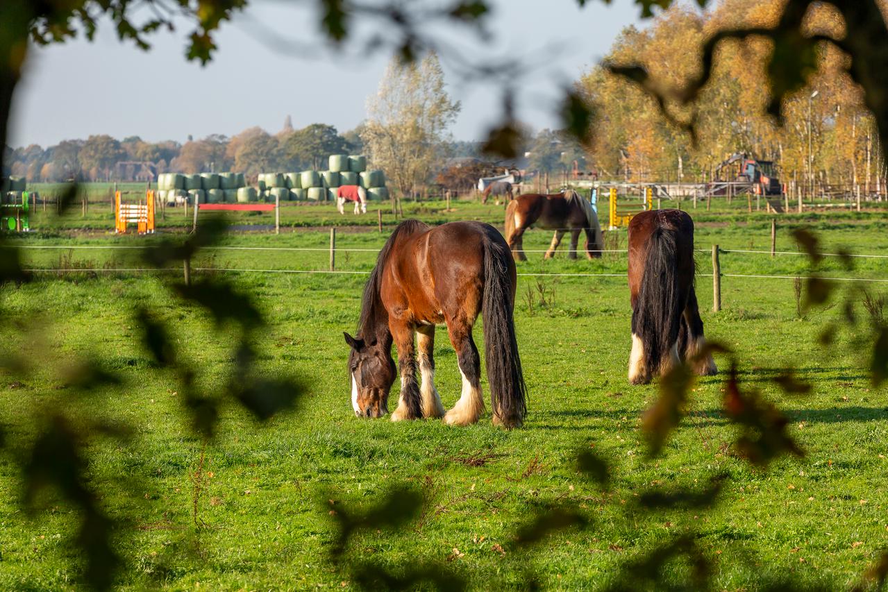 paarden in een Gelderse wei