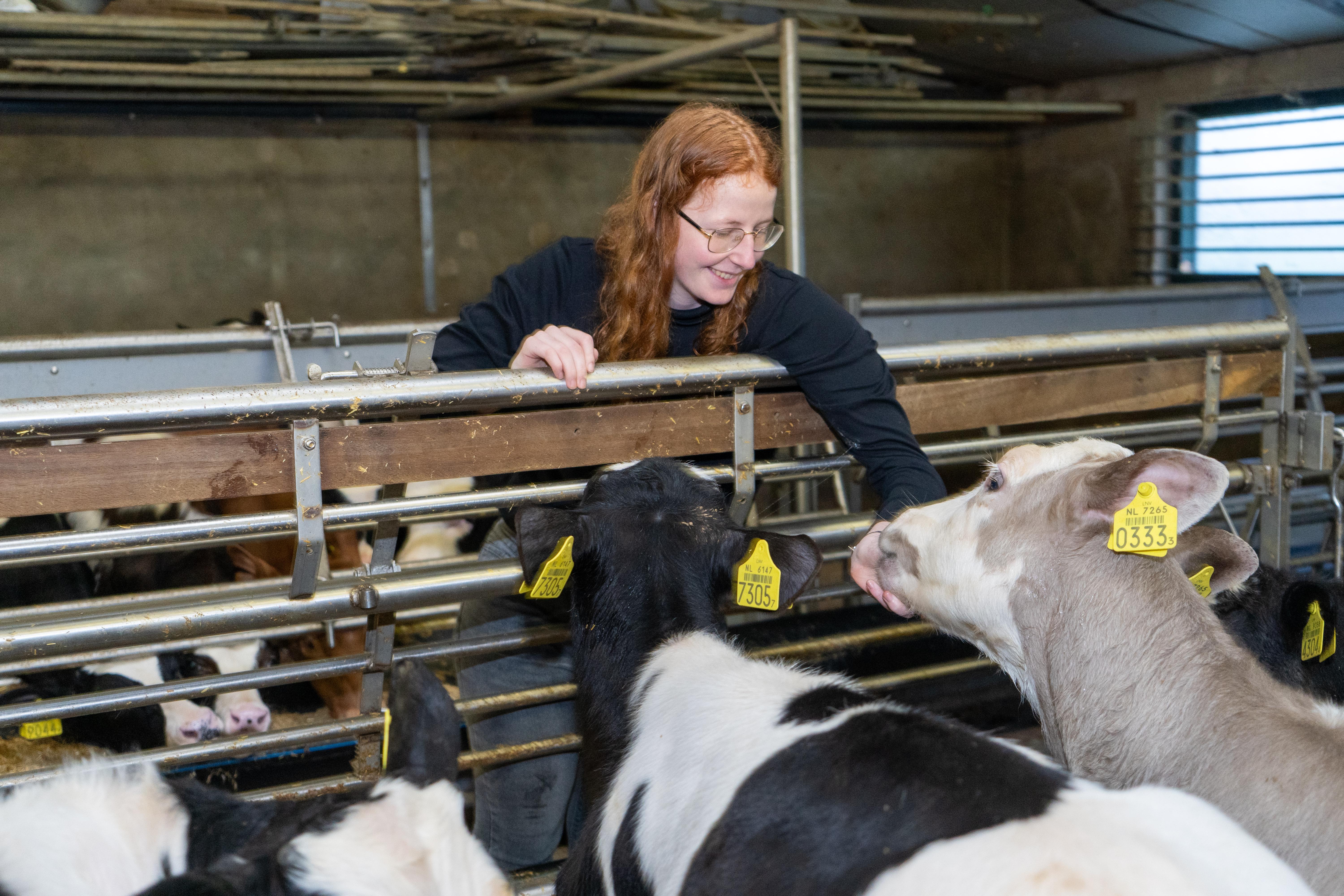 Jonge ondernemer bij een kalverhouderij