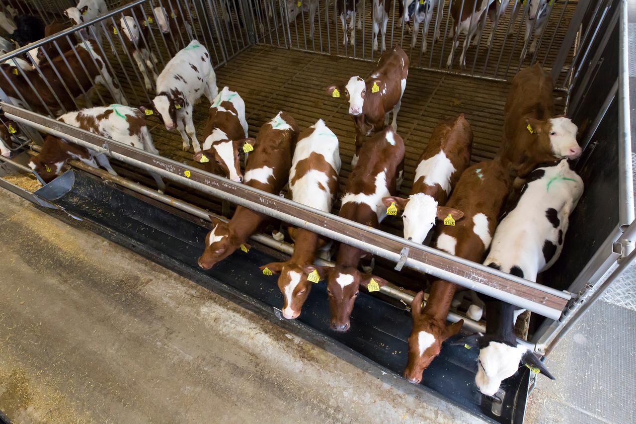 Kalveren in een stal