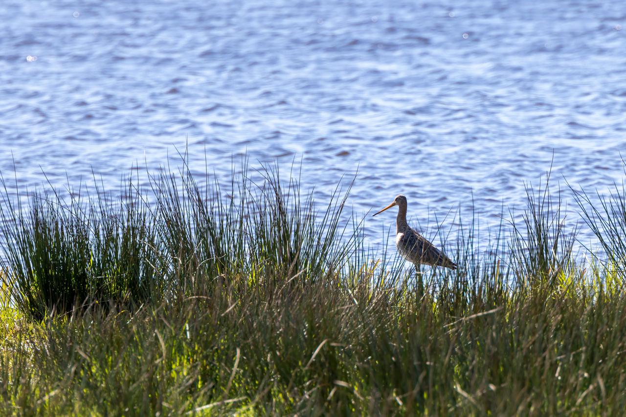 Grutto Zuid-Holland