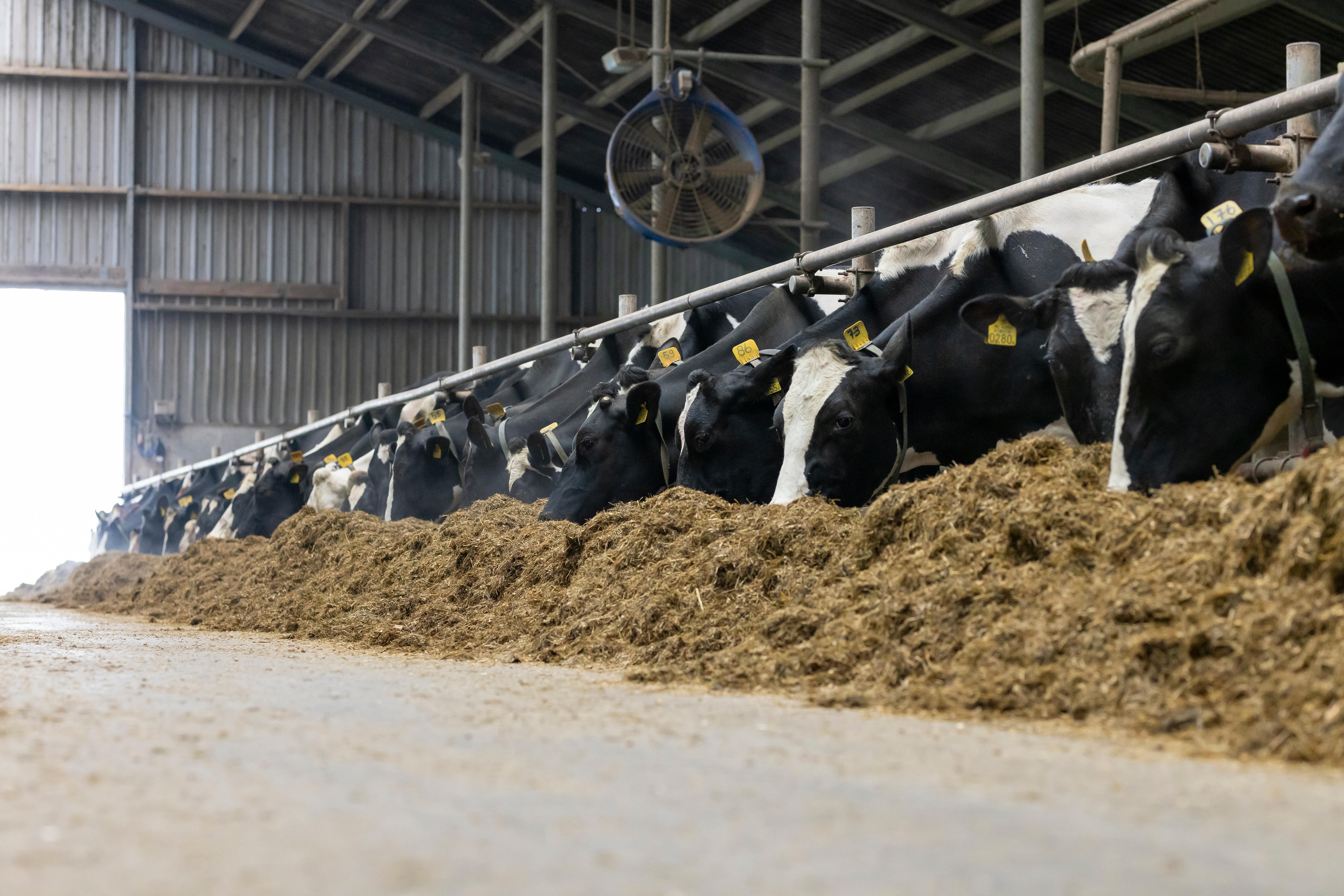 Nitrinure: een innovatief project van o.a. LTO Noord waarin dierlijke meststoffen worden omgezet in kunstmestvervangers