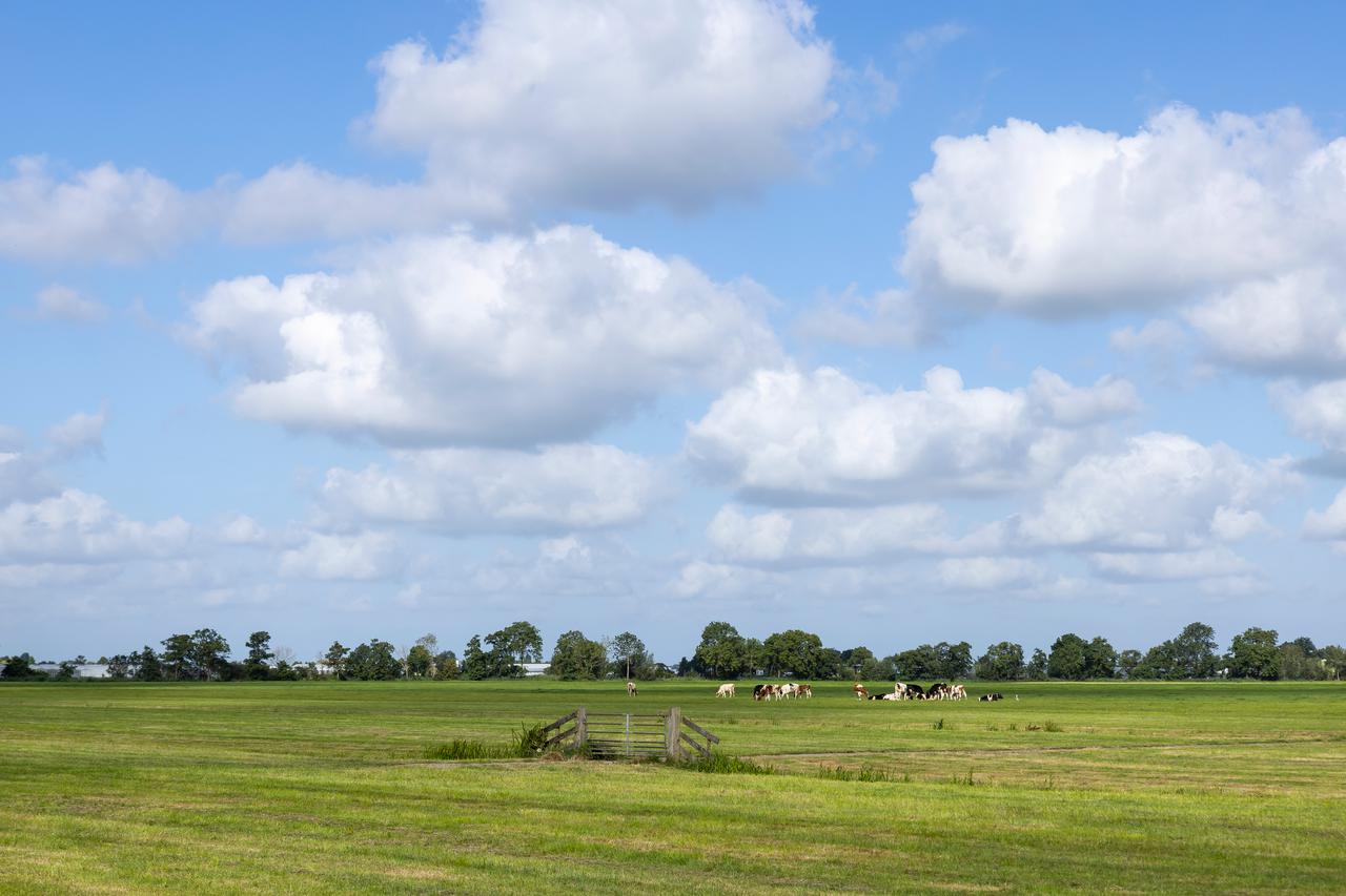 Koeien in een weiland met een hek